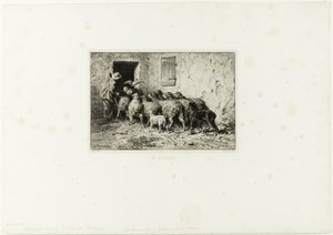 Die Schafe kommen nach Hause