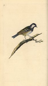Tannenmeise, Periparus ater. Handkolorierte Kupferstich von Edward Donovan aus seiner Natural History of British Birds, London
