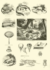 Seite aus dem Bildmuseum der belebten Natur