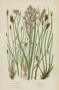 Stachelige Zweigrush, Weiße Schnabelrush, Braune Schnabelrush, Breitblättriger Blysmus, Schmalblättriger Blysmus