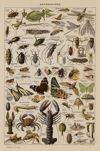 Arthropoden (Farblithografie)