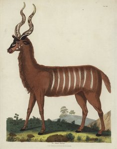 Die gestreifte Antilope
