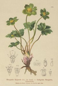Hacquetia (Hacquetia epipactis)