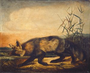 Langschwänziger Rotfuchs