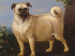 Ein Mops in einer Landschaft