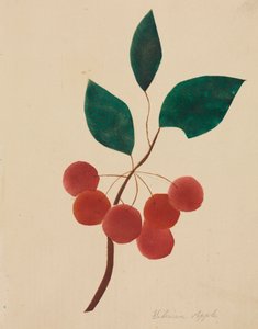Sibirischer Apfel