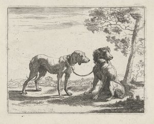 Zwei Hunde