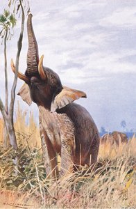 Afrikanischer Elefant, Illustration aus Wildlife of the World, ca. 1910