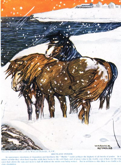 Shetlandponys, Illustration aus 